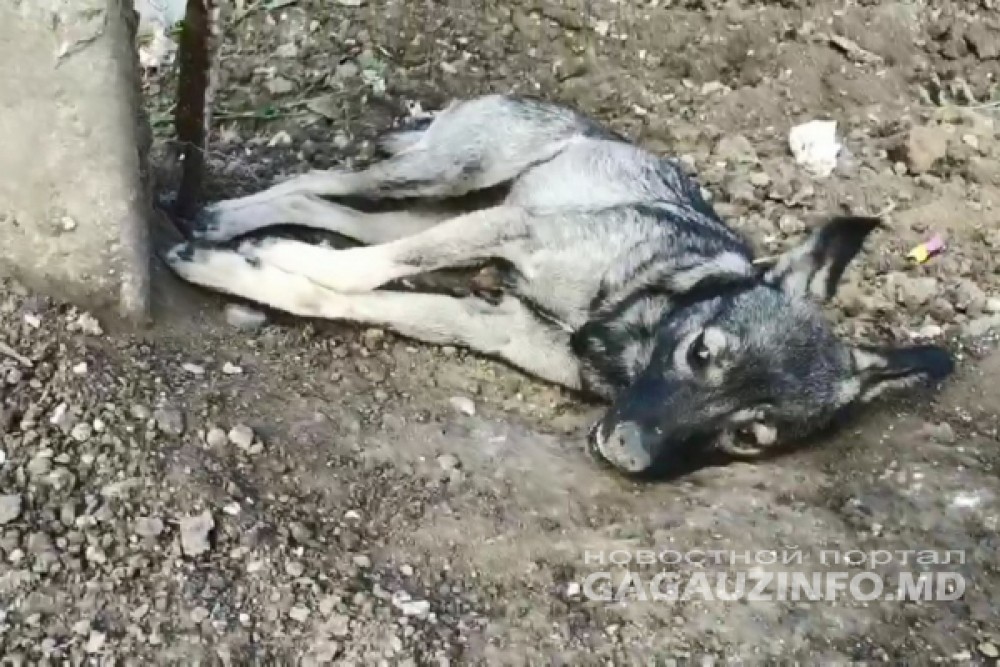 Comrat: Câinii vagabonzi sunt otrăviți și lăsați să moară pe stradă